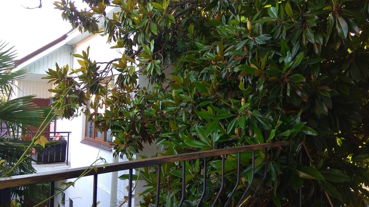 Фото Гостиницы Белая магнолия Алушта 20