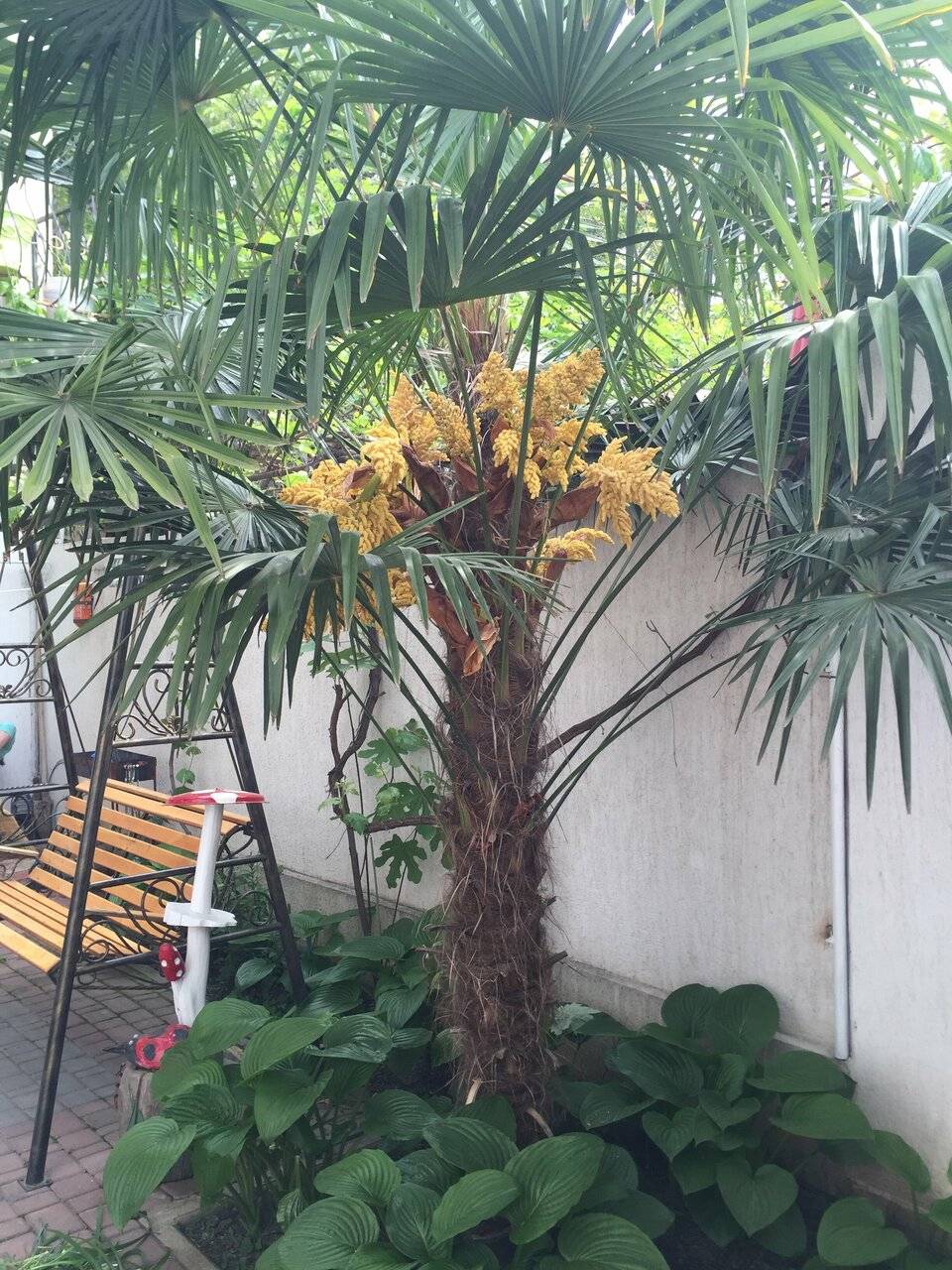 Фото Гостиницы Белая магнолия Алушта 11