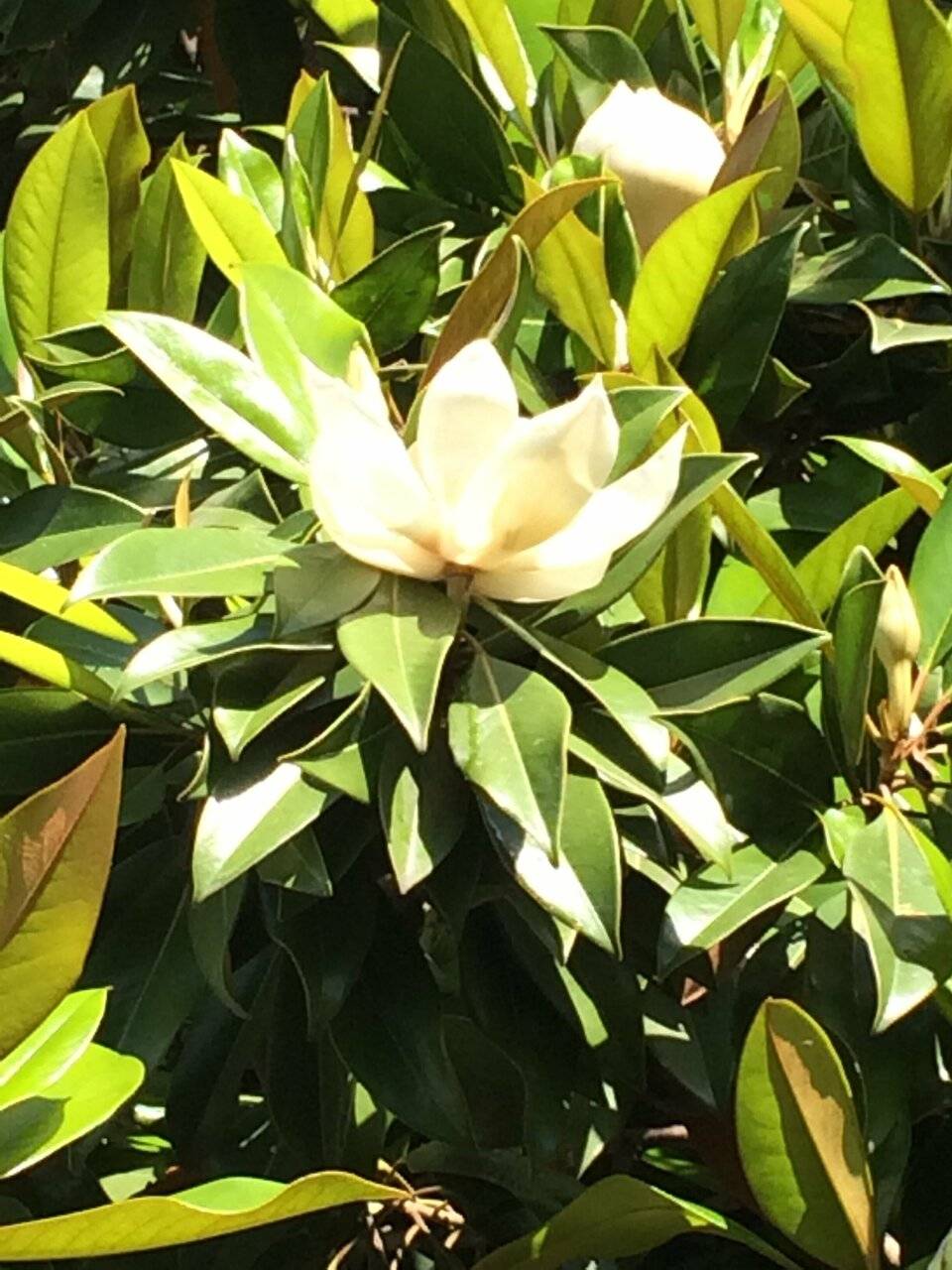 Фото Гостиницы Белая магнолия Алушта 2